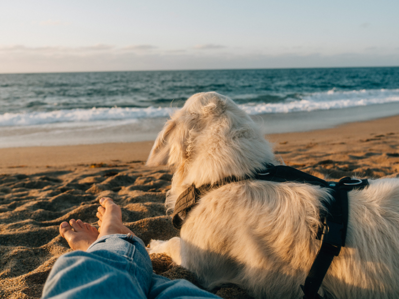 Votre chien est le bienvenu au Camping de la Baie