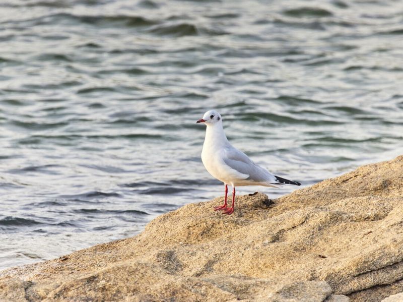 @alexandre lamoureux/OTI baie de quiberon