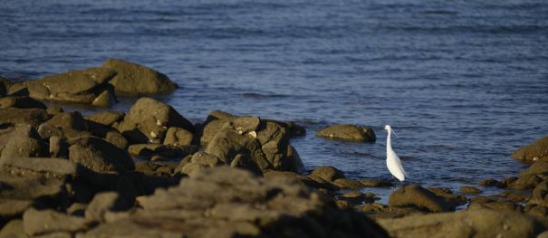 Naturausflüge zwischen Marschland, Sternen und Ozean